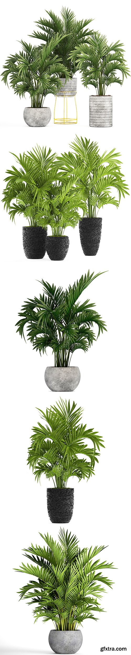 Howea Palm Isolated - 6xJPGs