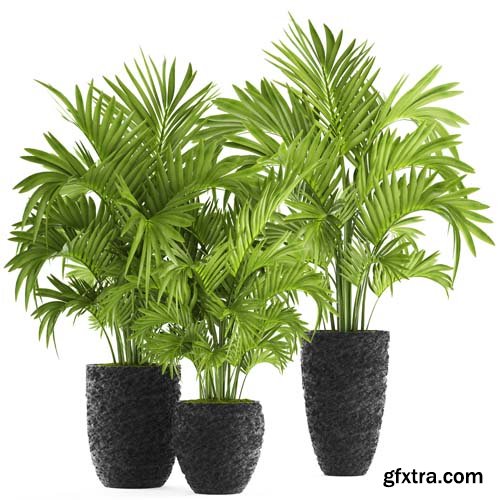 Howea Palm Isolated - 6xJPGs