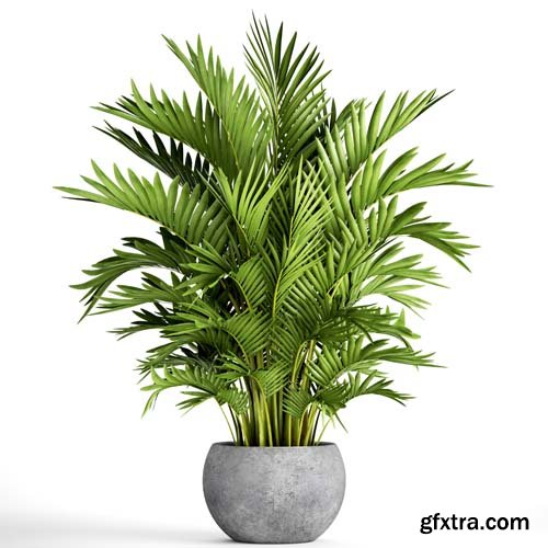 Howea Palm Isolated - 6xJPGs