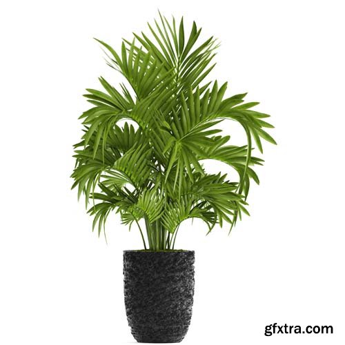 Howea Palm Isolated - 6xJPGs