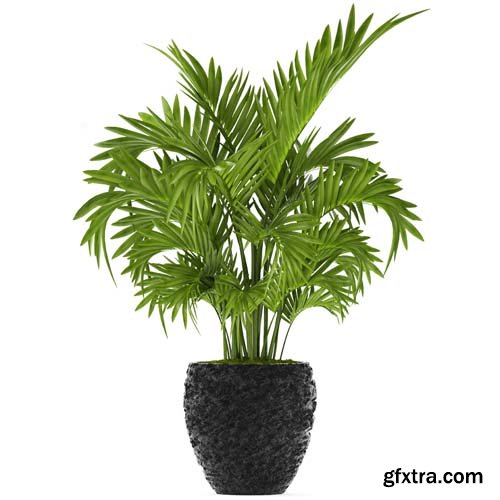 Howea Palm Isolated - 6xJPGs