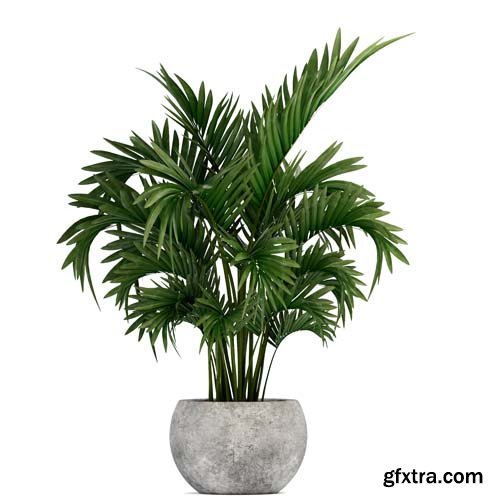 Howea Palm Isolated - 6xJPGs