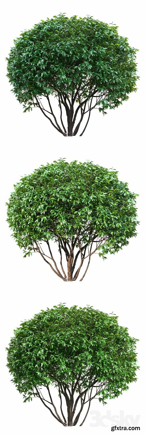 Ligustrum shining (Biryuchina) 3D Model