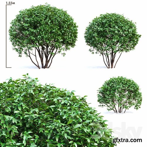 Ligustrum shining (Biryuchina) 3D Model