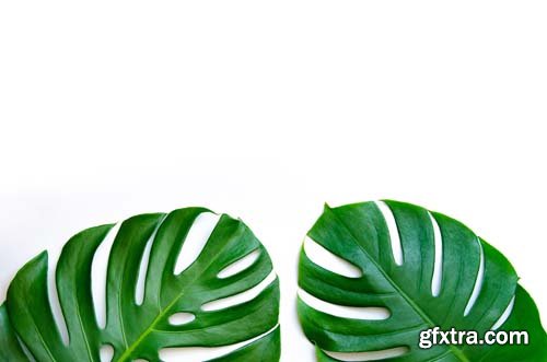 Monstera Leaves Isolated - 10xJPGs