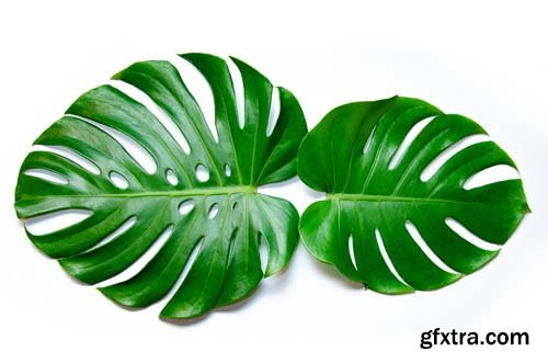 Monstera Leaves Isolated - 10xJPGs