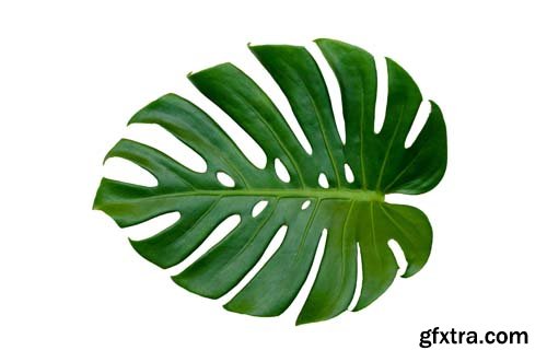 Monstera Leaves Isolated - 10xJPGs