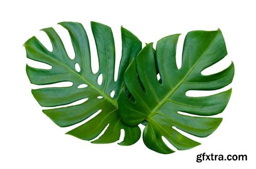 Monstera Leaves Isolated - 10xJPGs