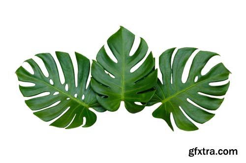 Monstera Leaves Isolated - 10xJPGs