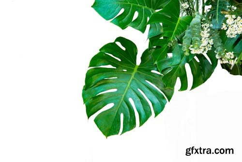 Monstera Leaves Isolated - 10xJPGs