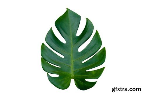 Monstera Leaves Isolated - 10xJPGs