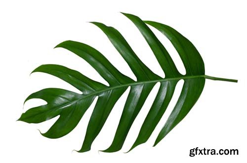 Monstera Leaves Isolated - 10xJPGs