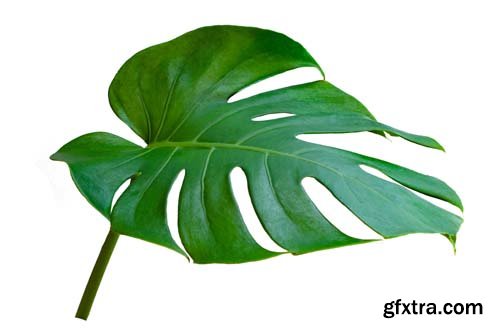 Monstera Leaves Isolated - 10xJPGs