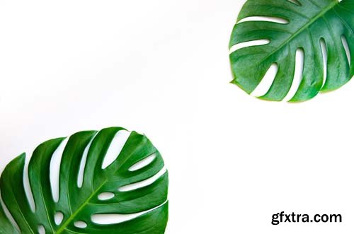 Monstera Leaves Isolated - 10xJPGs