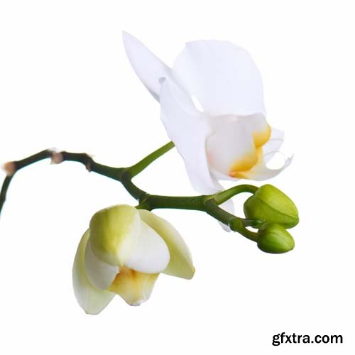 Orchid Isolated - 10xJPGs