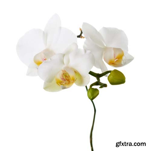 Orchid Isolated - 10xJPGs