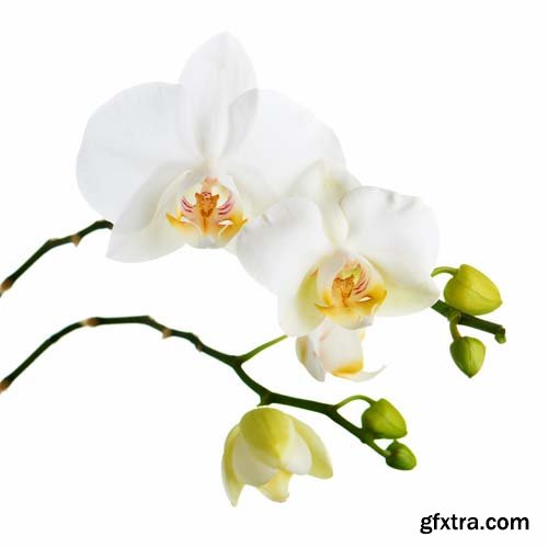 Orchid Isolated - 10xJPGs