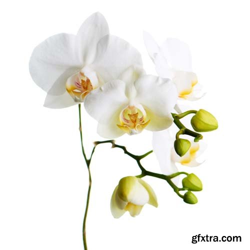 Orchid Isolated - 10xJPGs