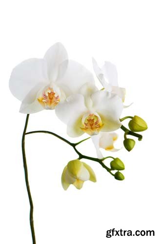 Orchid Isolated - 10xJPGs