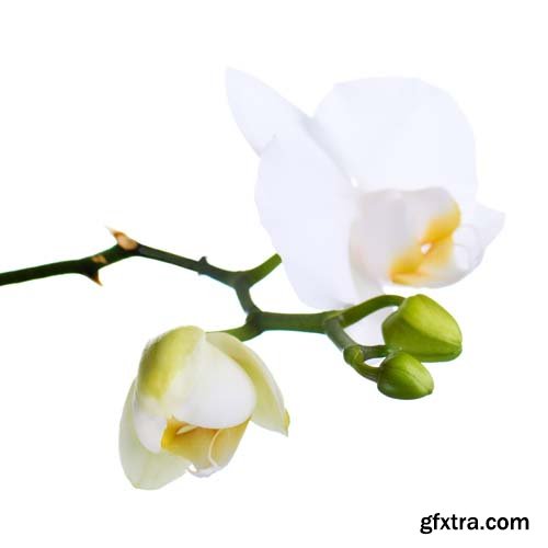 Orchid Isolated - 10xJPGs