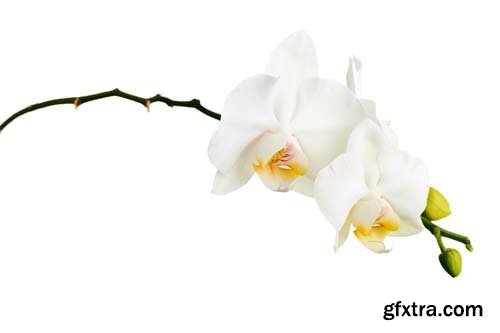 Orchid Isolated - 10xJPGs