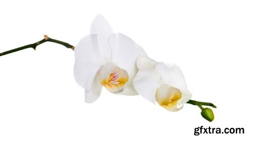 Orchid Isolated - 10xJPGs