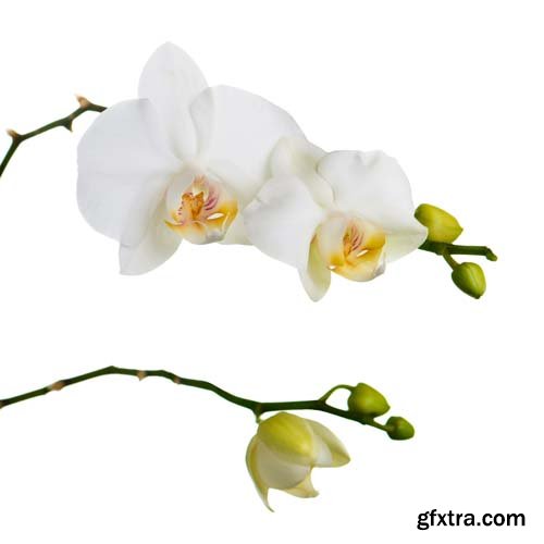 Orchid Isolated - 10xJPGs