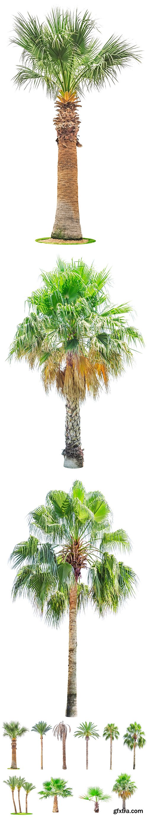 Palm Tree Isolated - 7xJPGs