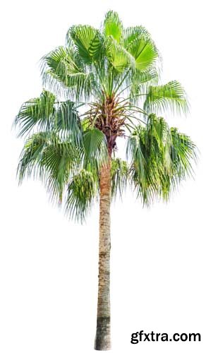 Palm Tree Isolated - 7xJPGs