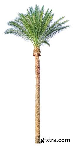 Palm Tree Isolated - 7xJPGs