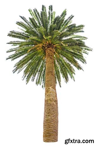 Palm Tree Isolated - 7xJPGs