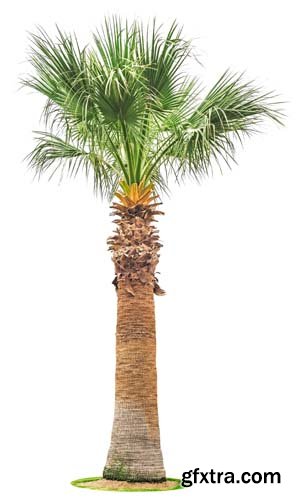 Palm Tree Isolated - 7xJPGs