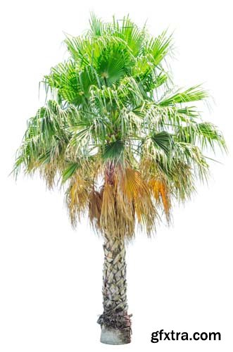 Palm Tree Isolated - 7xJPGs