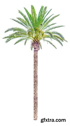 Palm Tree Isolated - 7xJPGs