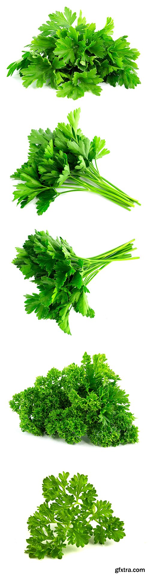 Parsley Isolated - 8xJPGs