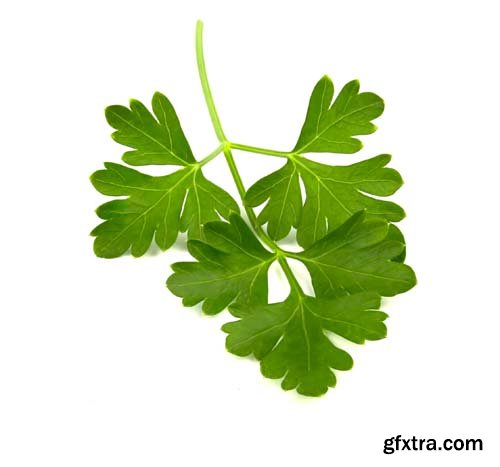 Parsley Isolated - 8xJPGs