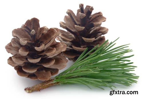 Pinecone Isolated - 7xJPGs