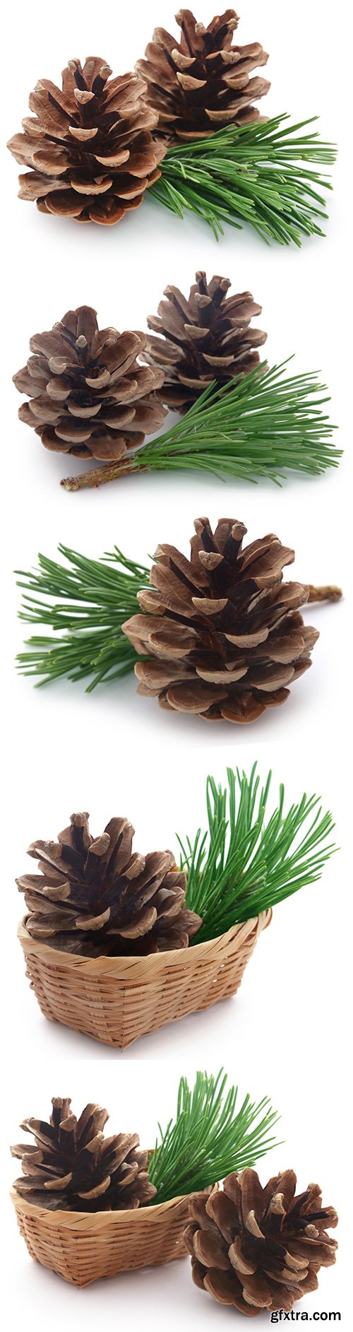 Pinecone Isolated - 7xJPGs