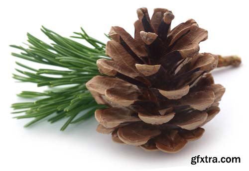 Pinecone Isolated - 7xJPGs