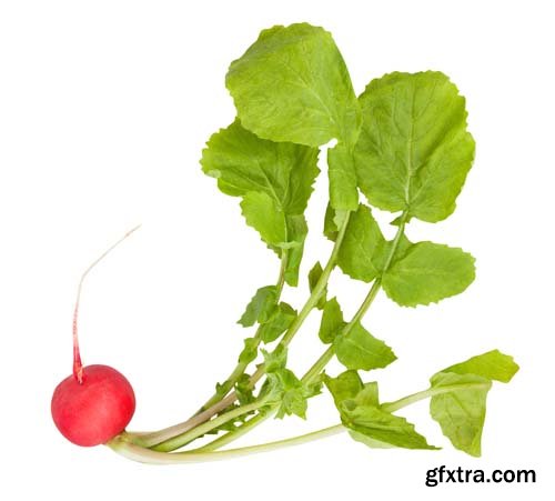 Radish Isolated - 15xJPGs