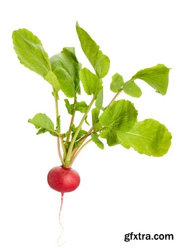 Radish Isolated - 15xJPGs