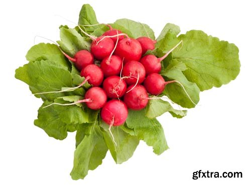 Radish Isolated - 15xJPGs