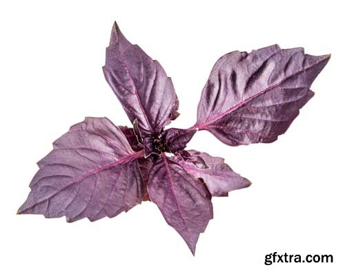 Red Basil Isolated - 5xJPGs