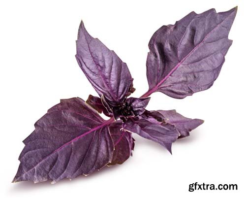 Red Basil Isolated - 5xJPGs