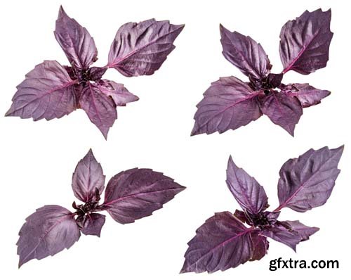 Red Basil Isolated - 5xJPGs