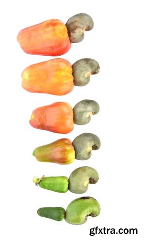 Red Cashew Fruit Isolated - 7xJPGs