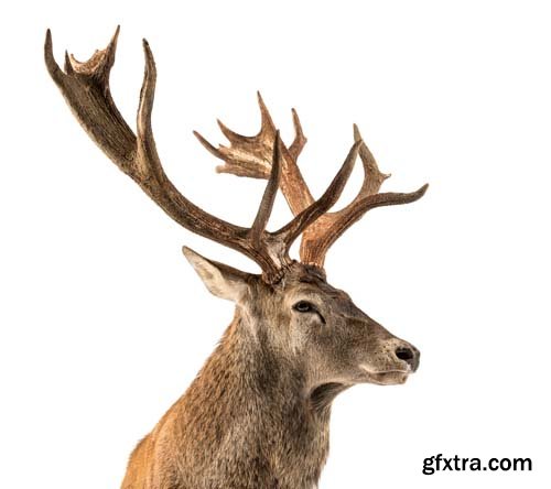 Red Deer Stag Isolated - 7xJPGs