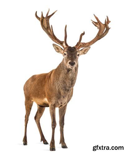 Red Deer Stag Isolated - 7xJPGs