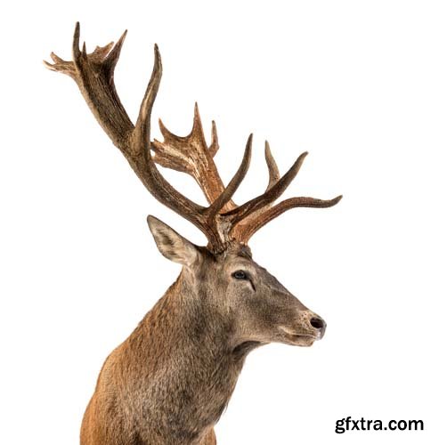 Red Deer Stag Isolated - 7xJPGs