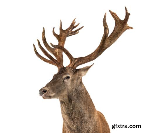 Red Deer Stag Isolated - 7xJPGs